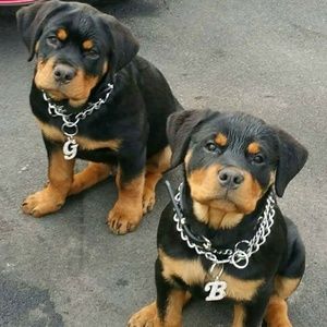 Meet your Posher, Kenneth